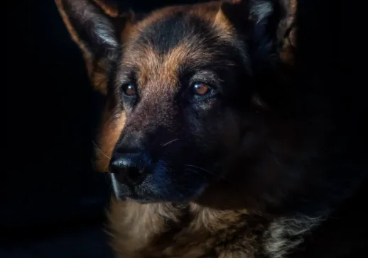 I cani fiutano il Coronavirus